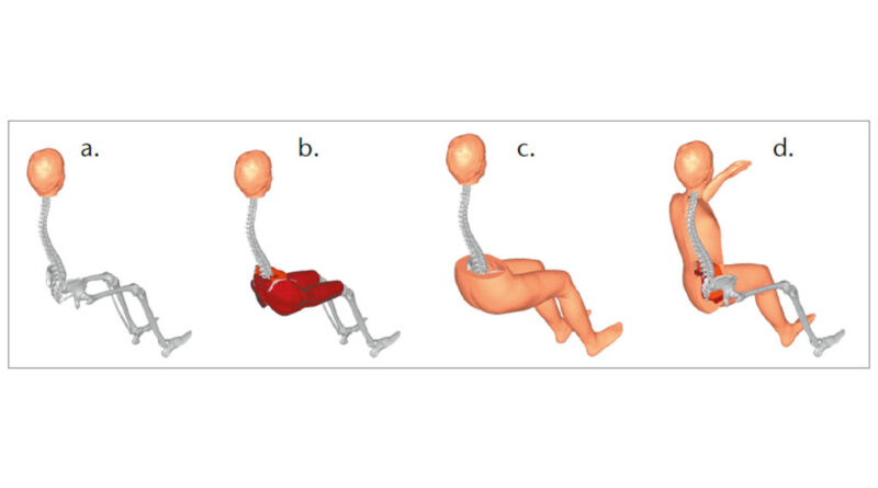 Weibliches sitzendes BOSS-Modell mit in vivo-Eigenschaften (hier exemplarisch in Haltung für einen Autositz), a. Skelett (ohne Arme), b. Gluteus- und Oberschenkel­muskeln, c. Haut-Fett-Gewebe und d. Rückenregion.
