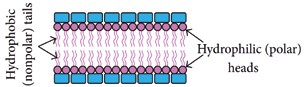 Abb. 1b Schematische Darstellung einer Zelle mit der entsprechenden Zellmembran, die die Flüssigkeiten innerhalb der Zelle reguliert. Wie dargestellt, kann die Zellmembran elektrophysiologisch als Plattenkondensator interpretiert werden.