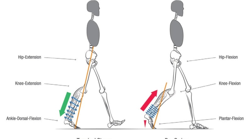 Darstellung des Spannungsaufbaus (grüner Pfeil) und der Spannungsentladung (roter Pfeil) beim Gehen mit der Orthese.