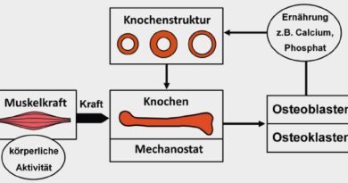 Schematische Darstellung des Mechanostaten: Beeinﬂussung der Knochenarchitektur und der Osteoblasten und Osteoklasten durch Muskulatur (unter Berücksichtigung modiﬁzierender Einﬂüsse wie Ernährung und Medikamente).