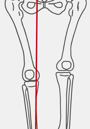 Sicherung des Einbein-Standes (BUFA-Archiv); Abduktoren der Hüfte (Mm. glutaeus medius und minimus), Seitenbänder im Kniegelenk, Pro- und Supinatoren des Fußes.