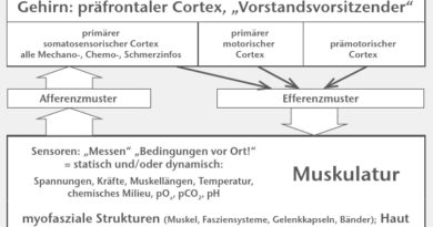 Das SMS. Soll eine Bewegung ausgeführt werden, benötigt das Gehirn Informationen. Diese werden von den Sensoren in den myofaszialen Strukturen und der Haut, welche die mechanischen und biochemischen Bedingungen vor Ort detektieren, geliefert. Alle Sensorinformationen gelangen als Afferenzmuster zum primären somatosensorischen Cortex. Dieser – gemeinsam mit dem primär-motorischen und dem prämotorischen Cortex – ist dann Ausgangspunkt des Efferenzmusters zur Muskulatur, die daraufhin kontrahiert. Die Sensoren detektieren die mechanischen und biochemischen Folgen der Kontraktionen, und der Funktionskreis des SMS ist geschlossen.