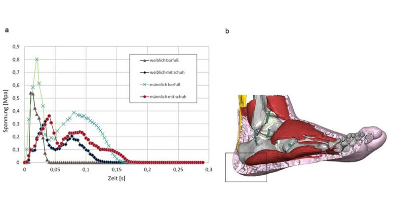 Von MISES-Fersenpolsterspannung über die Zeit an einem Finiten Element während der Standphase, b. FE-Fußmodell im Fersenbereich.