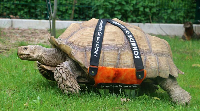 Dank einer Sonderanfertigung kann Schildkröte Helmuth wieder durch sein Gehege laufen. Die Orthese wurde vom Bochumer OT-Betrieb Schade gefertigt.