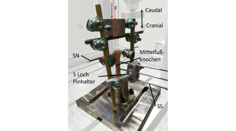 Abb. 5 mit Fixateur am Mittelfußknochen vom Schaf (Bodenreaktionskraft wirkt von oben).