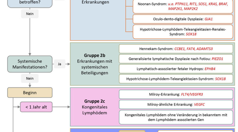 Diagnostikalgorithmus zur Klassifizierung des primären Lymphödems in fünf farbkodierte Kategorien. Man unterscheidet zwischen Krankheitsbildern im Rahmen eines somatischen Mosaiks mit segmentalen Störungen des Wachstums bzw. Beteiligungen des vaskulären Systems (Gruppe 1) sowie Krankheitsbildern eines klassischen primären Lymphödems (Gruppe 2). Letztere Gruppe wird in vier Unterkategorien unterteilt: Lymphödeme als Teil einer syndromalen Erkrankung (Gruppe 2a), Krankheitsbilder mit systemischen Beteiligungen (Gruppe 2b), kongenitale Krankheitsbilder, die vor der Vollendung des ersten Lebensjahres auftreten (Gruppe 2c), und late-onset Lymphödeme (Gruppe 2d). Assoziierte genetische Veränderungen bzw. Gene sind farblich markiert. (Modifiziert nach Connell FC, Gordon K, Brice G, Keeley V, Jeffery S, Mortimer PS, Mansour S, Ostergaard P. The classification and dia­gnostic algorithm for primary lymphatic dysplasia: an update from 2010 to include molecular findings. Clinical Genetics, 2013; 84 (4): 303–314. doi: 10.1111/cge.12173. Epub 2013 Jun 27. PMID: 23621851).