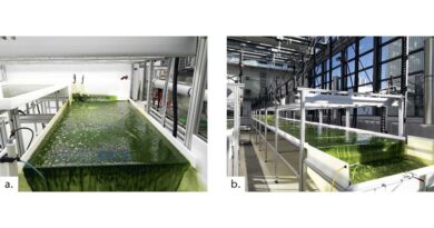 Kaskadierende Photobioreaktoren während der Kultivierung der Mikroalge Microchloropsis salina im TUM Algentechnikum. Arbeitsvolumen: 80 L (a) und 500 L (b).