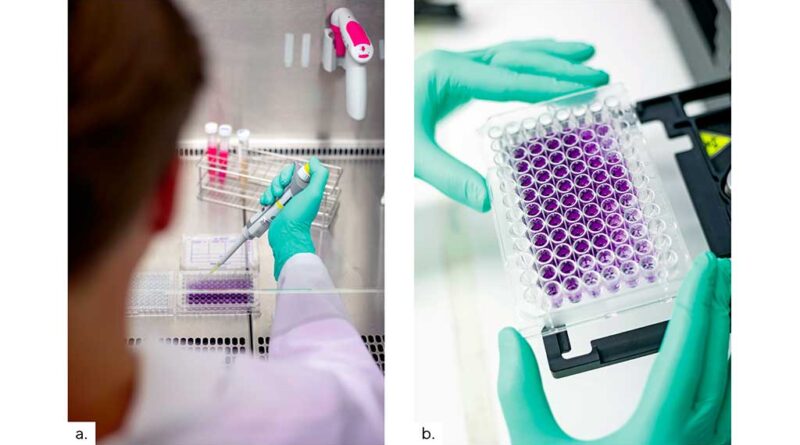Abb. 1a u. b Im Zytotoxizitätstest nach DIN EN ISO 10993-5 kommt die BCA-Proteinfärbung zum Einsatz, um den Gesamtproteingehalt kultivierter Zellen zu ermitteln. Der gemessene Proteingehalt dient dabei als indirektes Maß für die Zellzahl und ermöglicht eine Bewertung der Zellviabilität nach Kontakt mit dem Prüfmaterial. Pipettieren des Zytotoxizitätstest unter der Sterilwerkbank (a); Auswertung des Zytotoxizitätstest mittels Photometer (b).